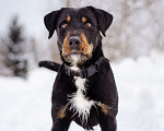 Собаки в Москве:  У Ярика умер его единственный хозяин и он оказался в приюте Мальчик, Бесплатно - фото 6