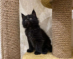 Кошки в Малмыже: Мейн-кун, 18 000 руб. - фото 5