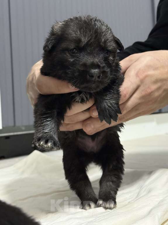 Собаки в других городах Московской области: Отдам в добрые руки щенят  Мальчик, Бесплатно - фото 9