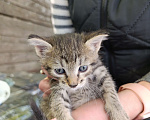 Кошки в Подольске: Котятки любящим хозяевам Девочка, Бесплатно - фото 7
