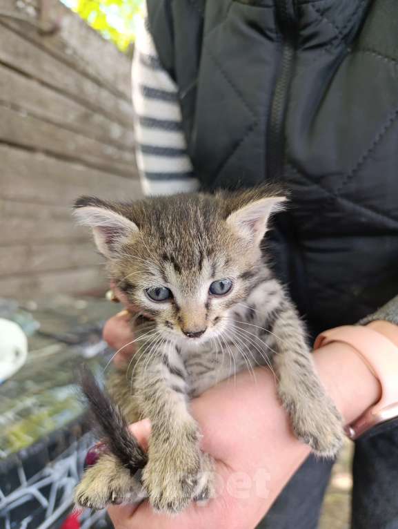 Кошки в Подольске: Котятки любящим хозяевам Девочка, Бесплатно - фото 7