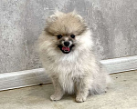 Собаки в Туле: Девочка помераночка Девочка, 25 000 руб. - фото 1