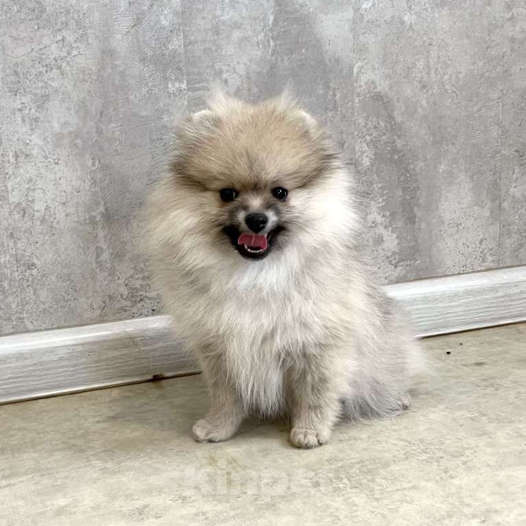 Собаки в Туле: Девочка помераночка Девочка, 25 000 руб. - фото 1