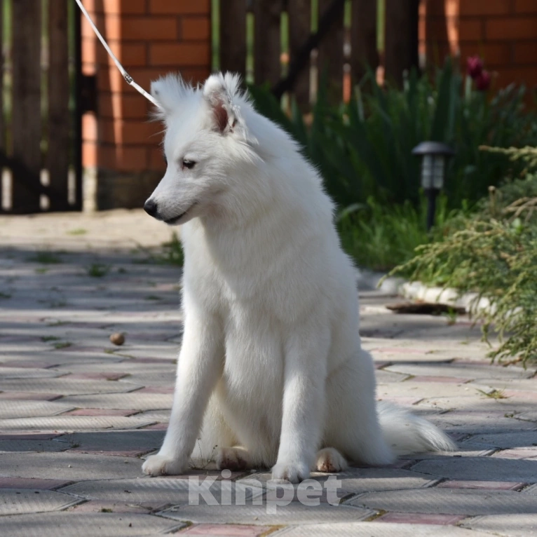 Собаки в Москве: Ненецкая оленегонная лайка, сука Хотару. Девочка, 50 000 руб. - фото 6