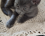 Кошки в Москве: Котёнок в добрые руки Мальчик, Бесплатно - фото 7