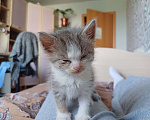 Кошки в Ижевске: Котёнок в добрые руки Девочка, Бесплатно - фото 4