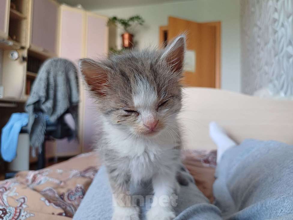 Кошки в Ижевске: Котёнок в добрые руки Девочка, Бесплатно - фото 4