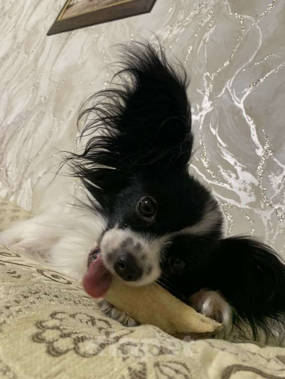 Собаки в Краснодаре: Девочка папийон Девочка, Бесплатно - фото 2