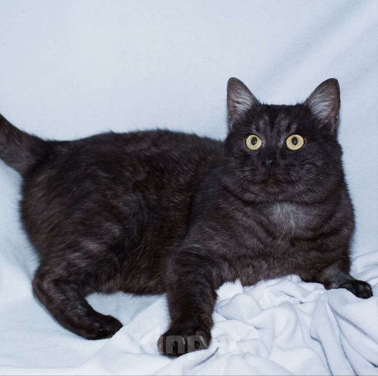 Кошки в Москве: Вилли никто не замечает  Мальчик, Бесплатно - фото 3