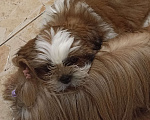 Собаки в Санкт-Петербурге: Мальчик ши-тцу в коричневом плаще  Мальчик, 40 000 руб. - фото 4