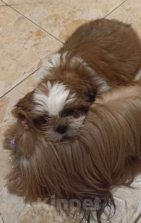 Собаки в Санкт-Петербурге: Мальчик ши-тцу в коричневом плаще  Мальчик, 40 000 руб. - фото 4