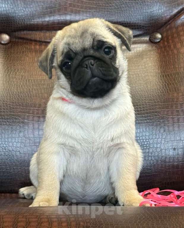 Собаки в других городах Башкортостана: Очень милый щенок мопса Девочка, 35 000 руб. - фото 1