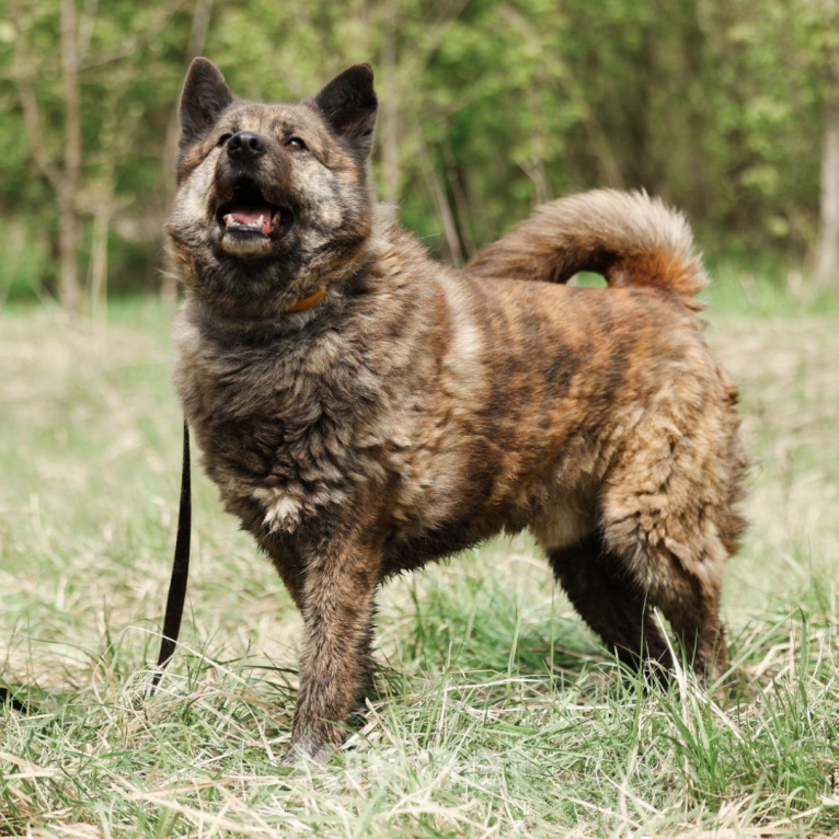 Собаки в Москве: Юджин Мальчик, Бесплатно - фото 4