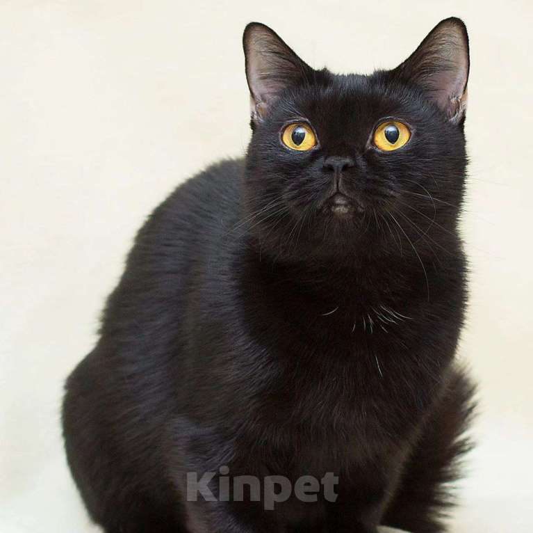 Кошки в Москве: Валиде, жертва человеческой жестокости Девочка, Бесплатно - фото 2