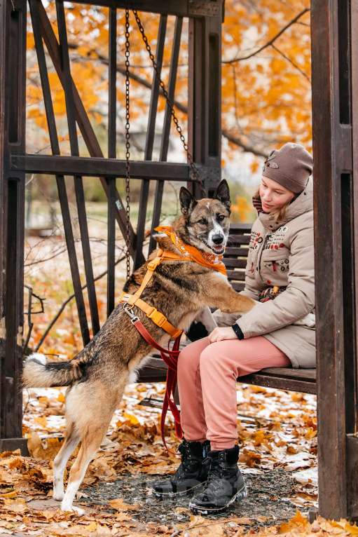 Собаки в Москве: Солнечный Гера ищет дом Мальчик, Бесплатно - фото 6