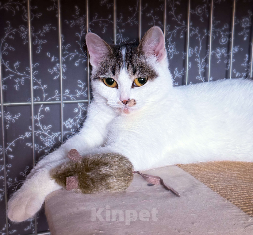 Кошки в Москве: Зефирка Сердечная в поисках дома Девочка, Бесплатно - фото 3