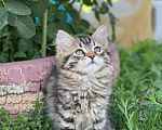Кошки в Перми: Сибирская кошечка Девочка, Бесплатно - фото 2