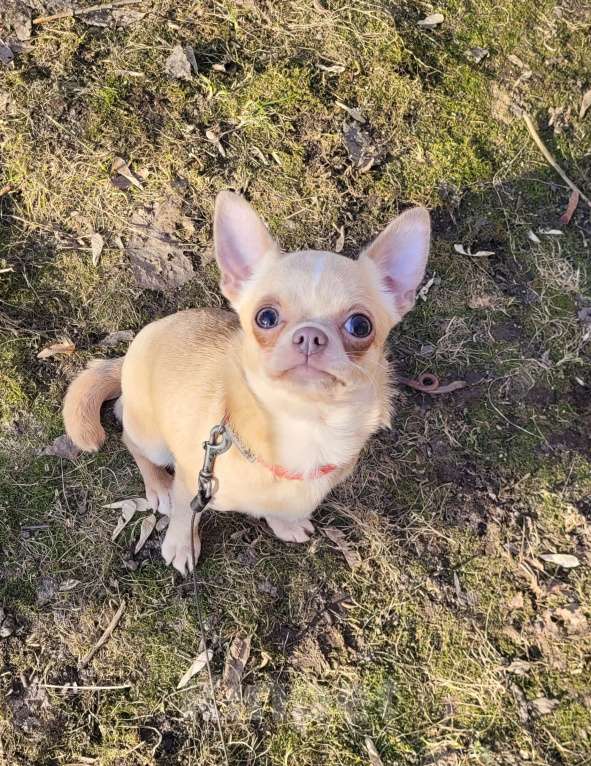Собаки в Москве: Девочка Чихуахуа лиловая Девочка, Бесплатно - фото 1