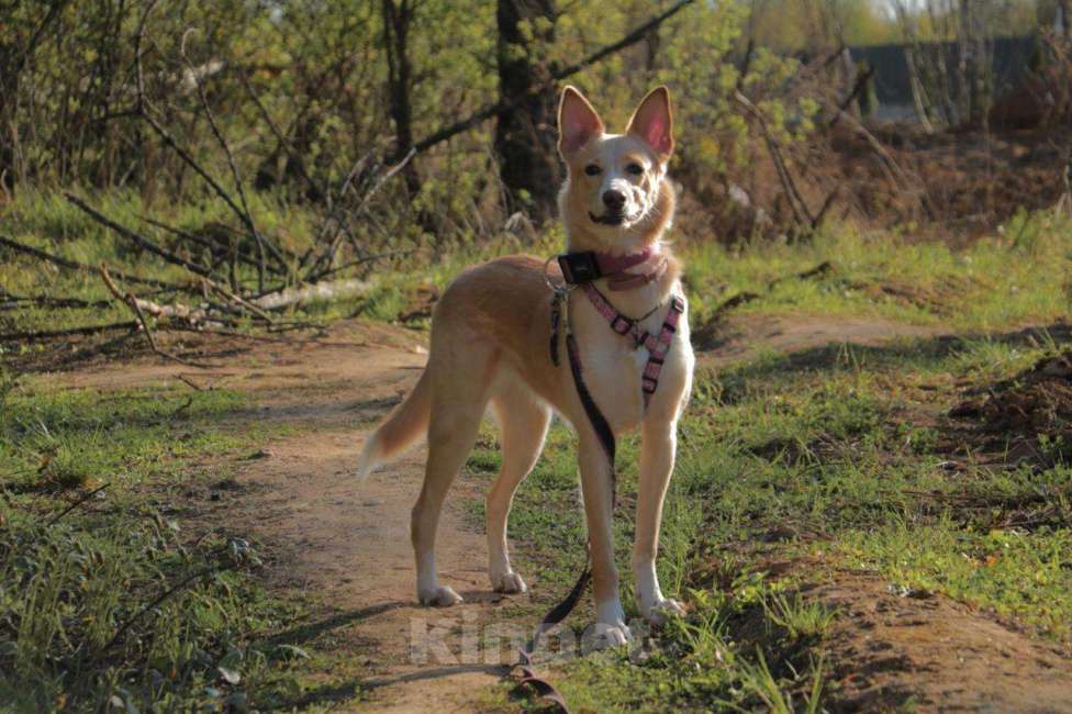 Собаки в Москве: Милая Нюша ищет дом!  Девочка, Бесплатно - фото 6