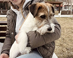 Собаки в Волгограде: Джек Рассел терьер Девочка, 30 000 руб. - фото 1
