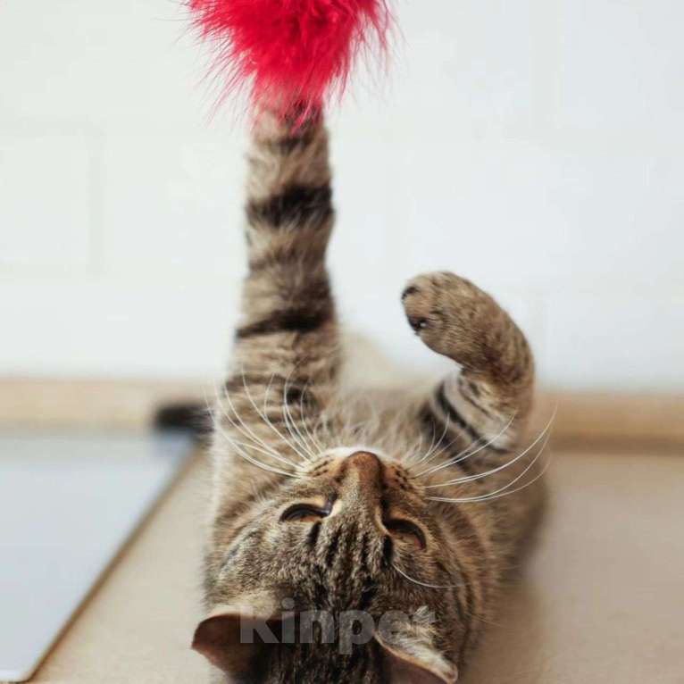 Кошки в Москве: Кошечка с без преувеличений ИДЕАЛЬНЫМ характером  Девочка, Бесплатно - фото 5