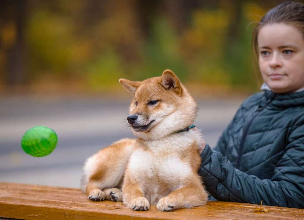 Собаки в Москве: Рыжая сибочка девочка Девочка, 50 000 руб. - фото 5