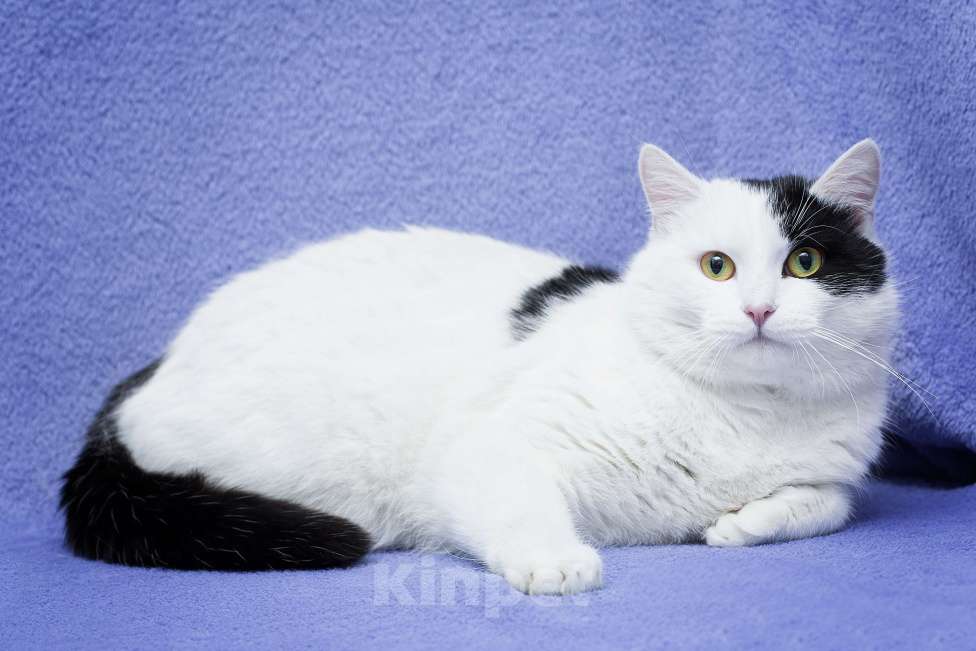 Кошки в Москве: Еще один бывшедомашний хороший кот Мальчик, Бесплатно - фото 4