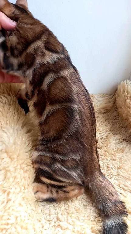 Кошки в Москве: Бенгальский мальчик Мальчик, 30 000 руб. - фото 7