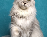 Кошки в Мытищах: Котёнок Мейн-кун Девочка, 40 000 руб. - фото 7