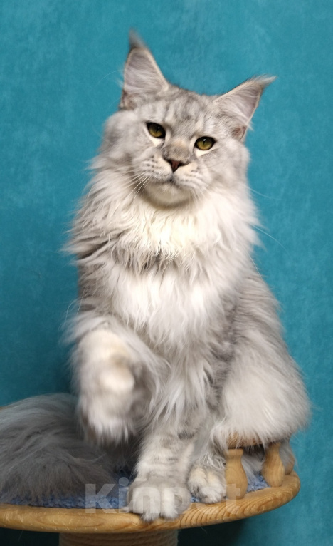 Кошки в Мытищах: Котёнок Мейн-кун Девочка, 40 000 руб. - фото 7