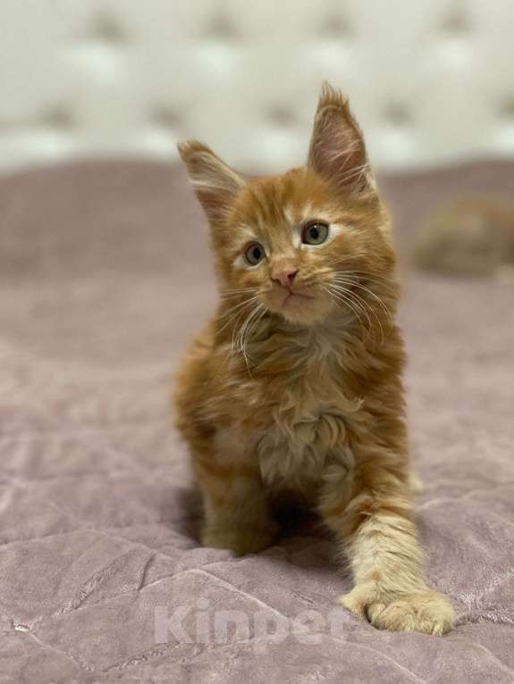 Кошки в Москве: котенок Мейн- кун полидакт с родословной Мальчик, 75 000 руб. - фото 7