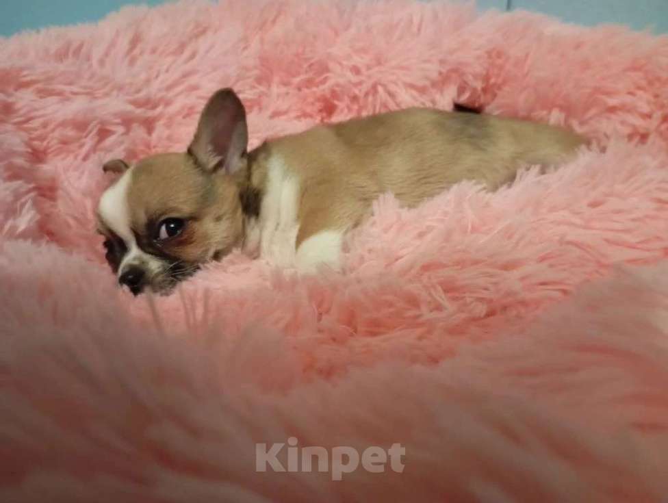Собаки в Москве: Щенок чихуахуа, девочка Девочка, 50 000 руб. - фото 2