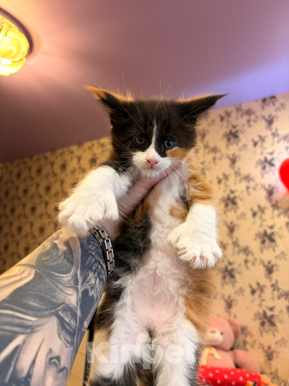 Кошки в Рязани: Мейн-Кун котенок девочка чистокровная Мальчик, 50 000 руб. - фото 2