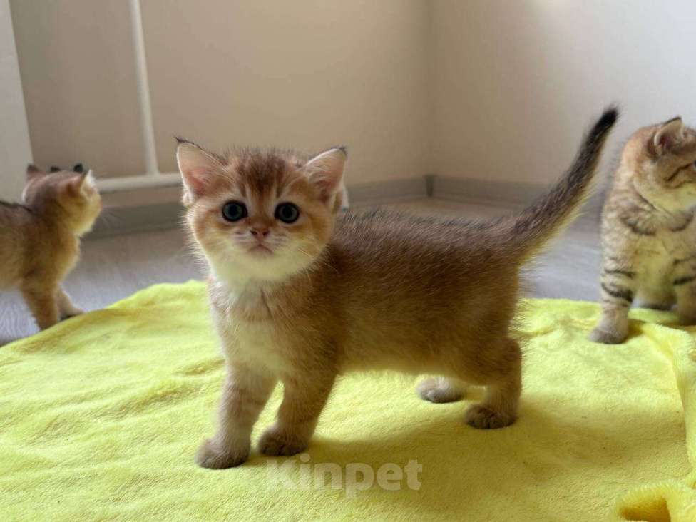 Кошки в Москве: Котята британской золотой шиншиллы ищут свою хозяйку Девочка, 25 000 руб. - фото 3