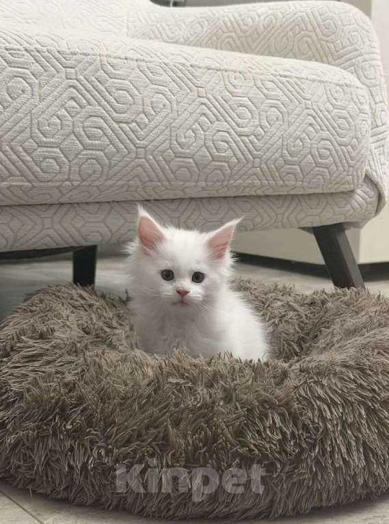 Кошки в Севастополе: Продаются котята породы Мейн-кун Разнополые, Бесплатно - фото 5