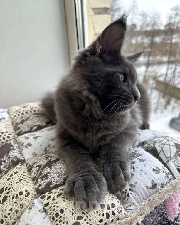 Кошки в Санкт-Петербурге: Продажа мейн-кун питомник Мальчик, 60 000 руб. - фото 7