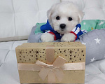 Собаки в Москве: Бишон фризе Мальчик, 39 999 руб. - фото 1