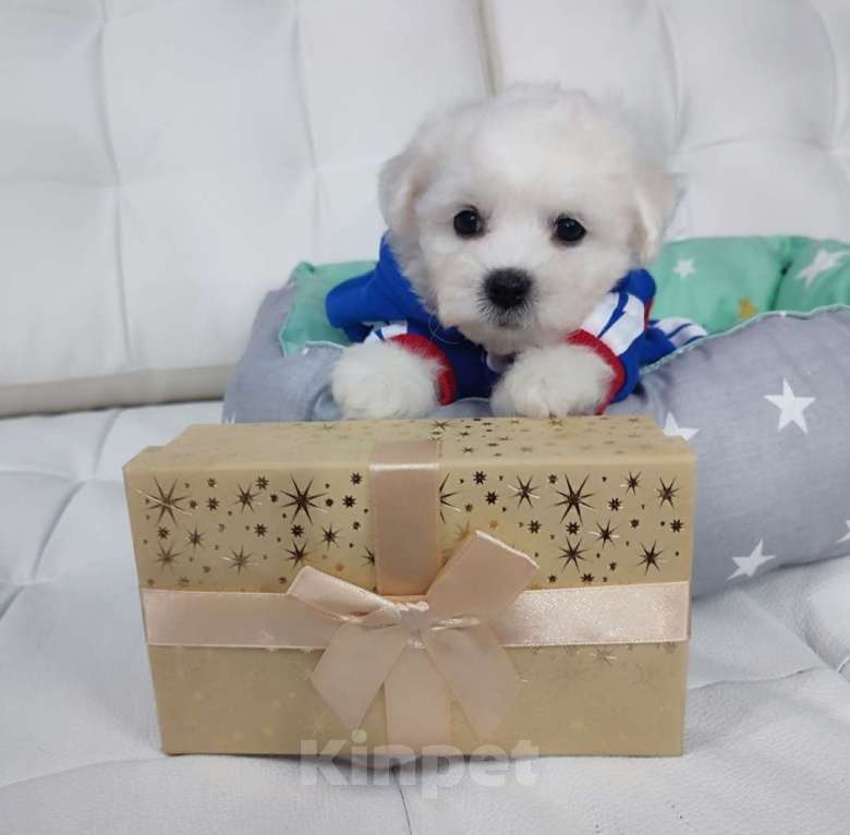 Собаки в Москве: Бишон фризе Мальчик, 39 999 руб. - фото 1