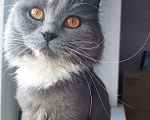 Кошки в Химках: Кошка с янтарными глазами Девочка, Бесплатно - фото 2