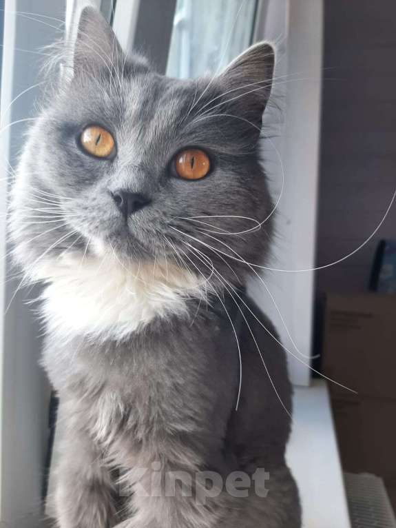 Кошки в Химках: Кошка с янтарными глазами Девочка, Бесплатно - фото 2