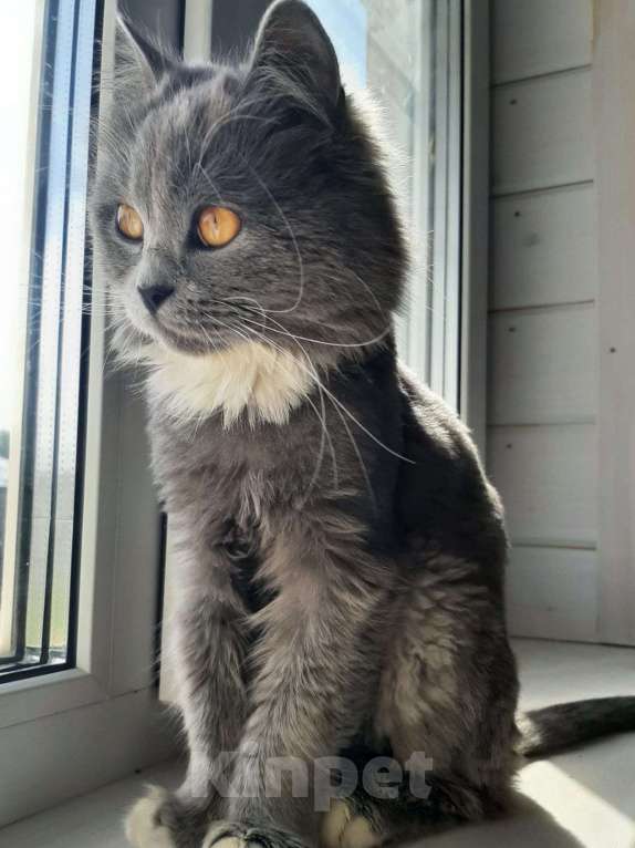 Кошки в Химках: Кошка с янтарными глазами Девочка, Бесплатно - фото 7