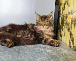 Кошки в Москве: Котёнок Мейн-кун Девочка Девочка, 45 000 руб. - фото 8