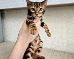 Кошки в Москве: Клубные бенгальские котята Мальчик, 65 000 руб. - фото 3