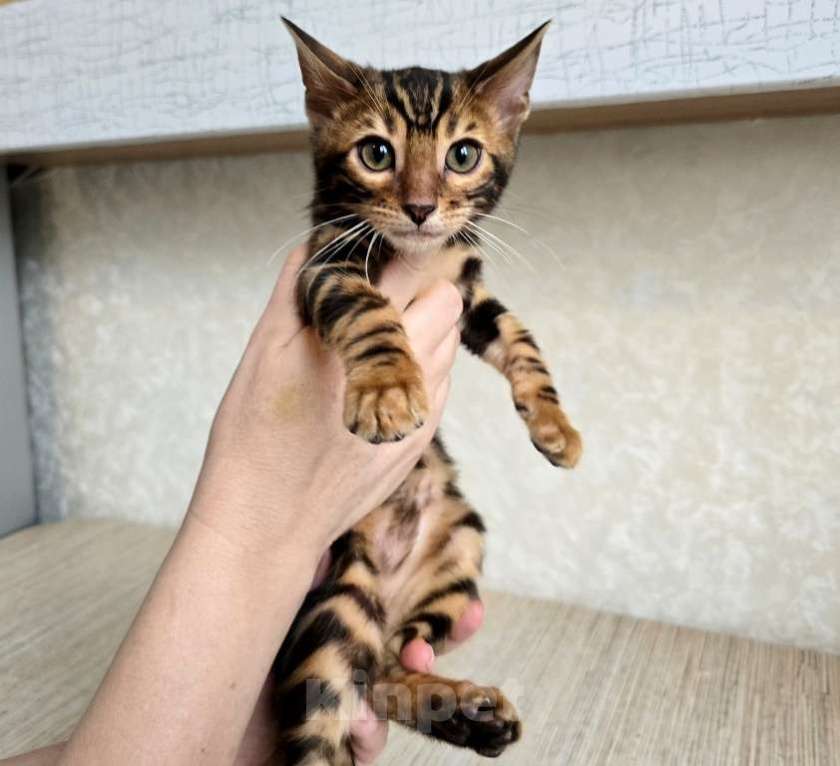 Кошки в Москве: Клубные бенгальские котята Мальчик, 65 000 руб. - фото 3