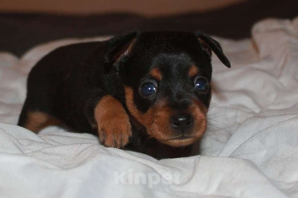 Собаки в Москве: Продаются щенки пражского крысарика Мальчик, 80 000 руб. - фото 2