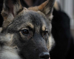 Собаки в Ростове-на-Дону: Собака ищет хозяина ✨ Девочка, Бесплатно - фото 2