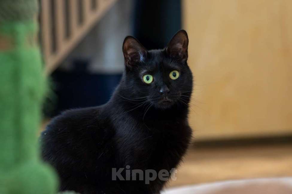 Кошки в Москве: кошка Багира в добрые руки Девочка, Бесплатно - фото 7