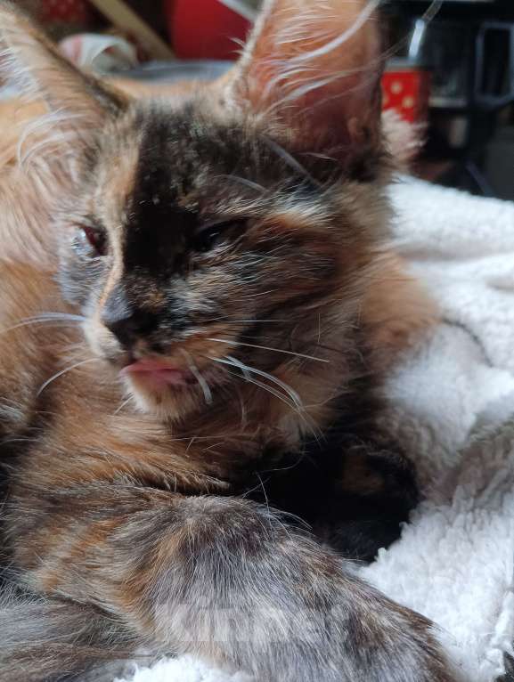 Кошки в Санкт-Петербурге: Продаю котенка породы Мейн-кун Девочка, 14 000 руб. - фото 2