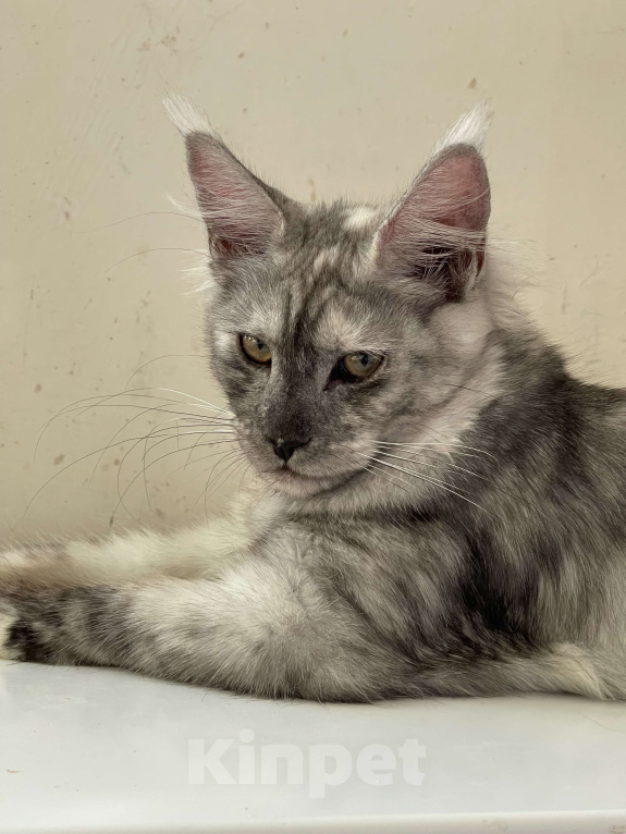 Кошки в Москве: ДЕВЧУШКА НА ВЫДАНЬЕ ИЗ ПИТОМНИКА Девочка, 60 000 руб. - фото 6