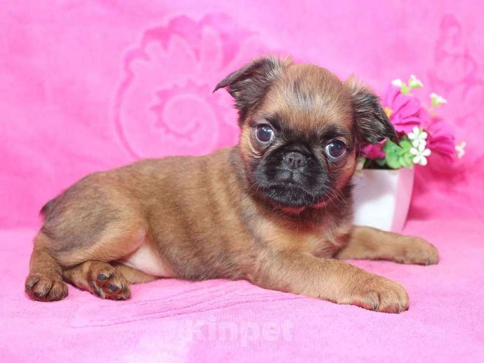 Собаки в Санкт-Петербурге: Маленькая разбойница Девочка, 80 000 руб. - фото 10